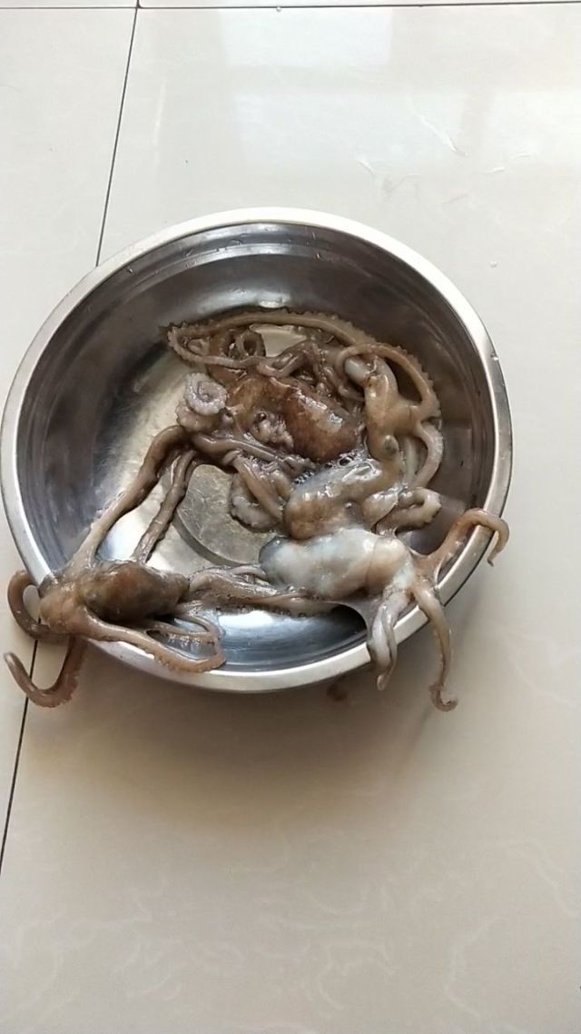 我们这边很少见到活的八爪鱼,今天去超市看见活的买了几只,我们这边38