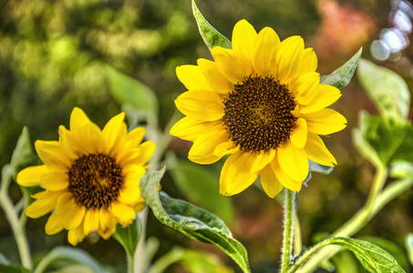 上略在秋天的一个小城市公园里,两朵向日葵集中在一起,另一朵在背景上