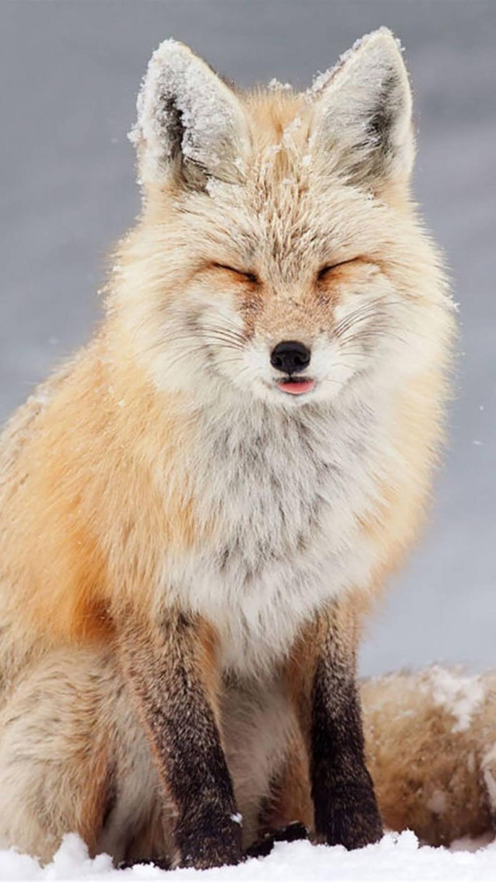 冬天萌萌的雪中动物