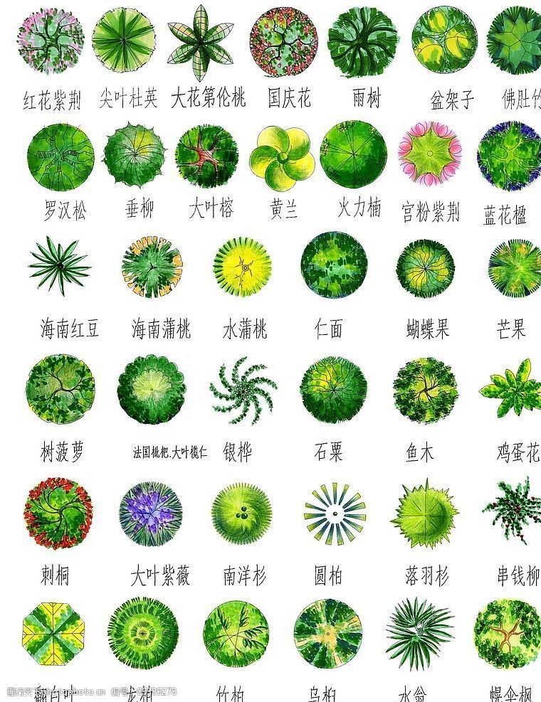 手绘园林用树-平面二图片