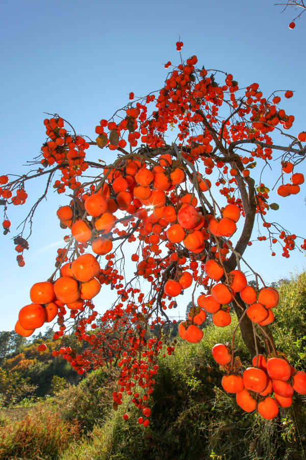 川报镜头攀枝花市仁和区的柿子熟了硕果累累挂满枝