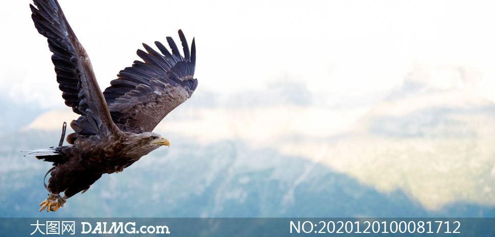 天空中展翅高飞的雄鹰摄影图片