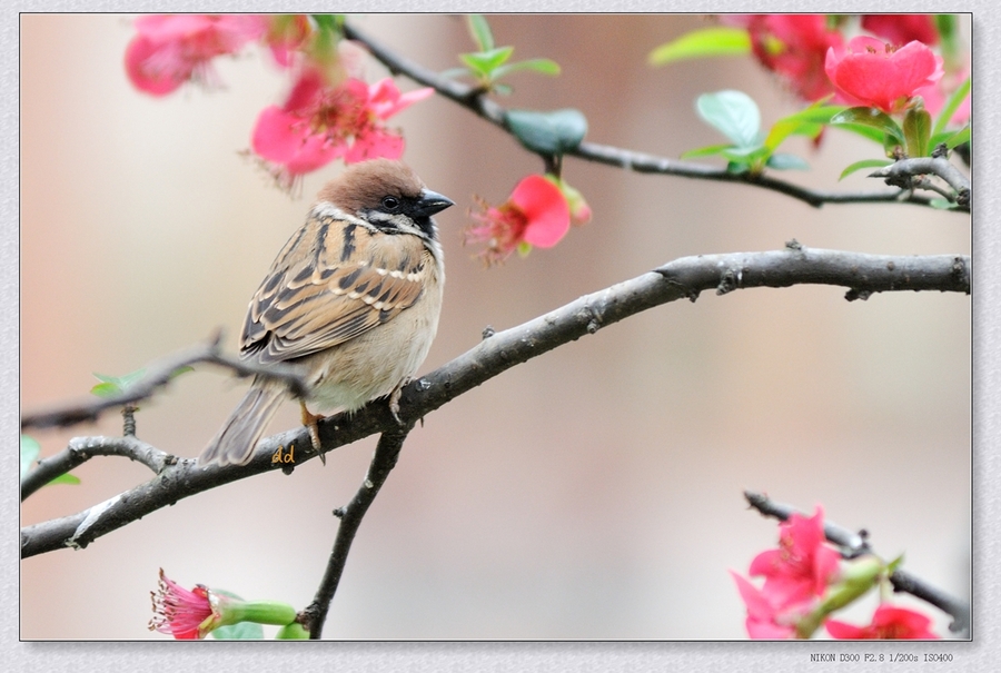 【花鸟!摄影图片】生态摄影_太平洋电脑网摄影部落