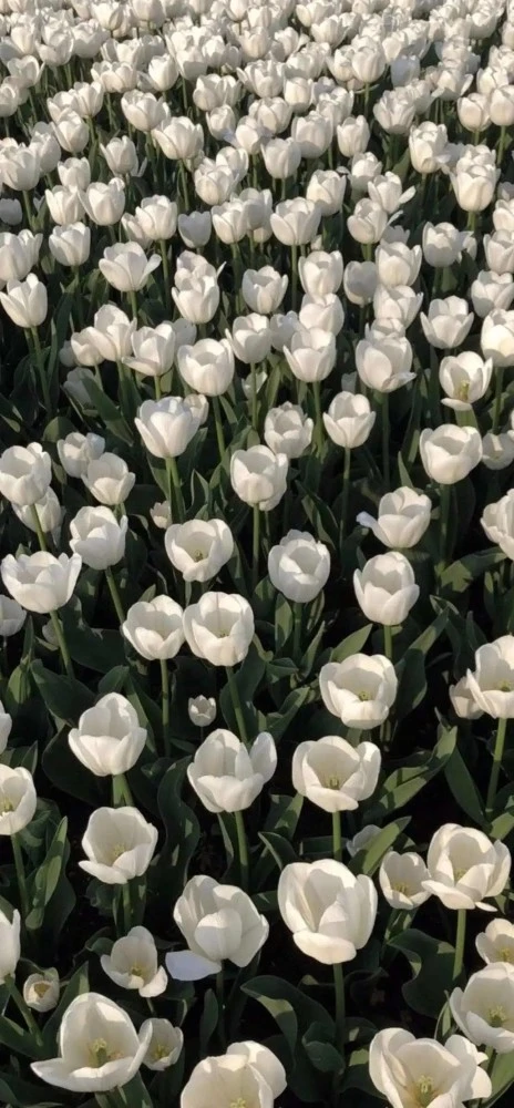 ins高级感手机全屏壁纸_腾讯新闻