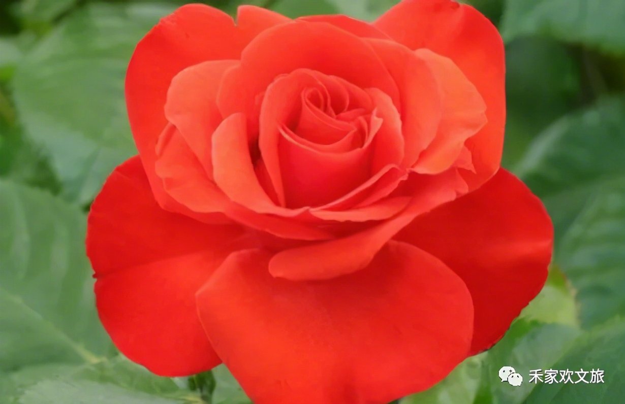 所有人2021郑州时尚玫瑰花展开幕绝美玫瑰花海等你来打卡