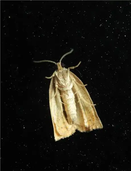 蛾子,头像,正面,黑色背景