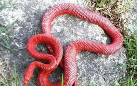 广西曾出现鸡冠蛇攻击人时鸡冠状物会由红变为紫色性不大