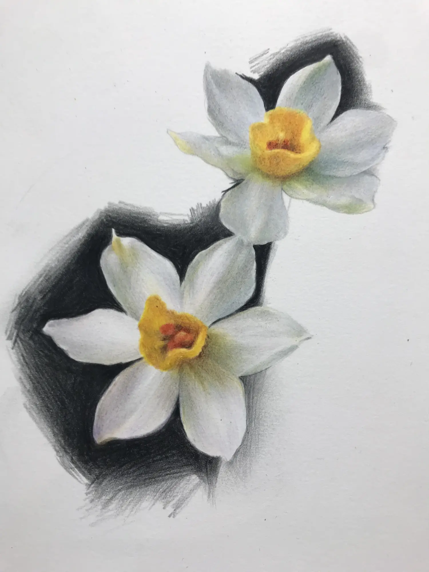 彩铅水仙花内附过程色号