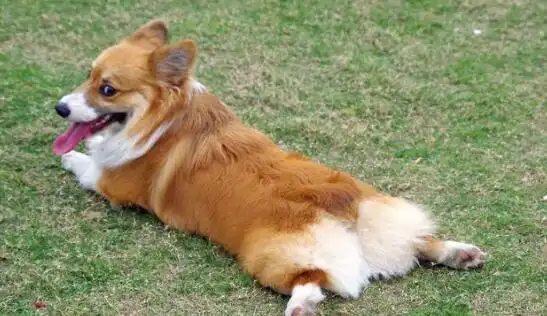 没有尾巴的柯基犬好让人心疼哟 _狗铺子