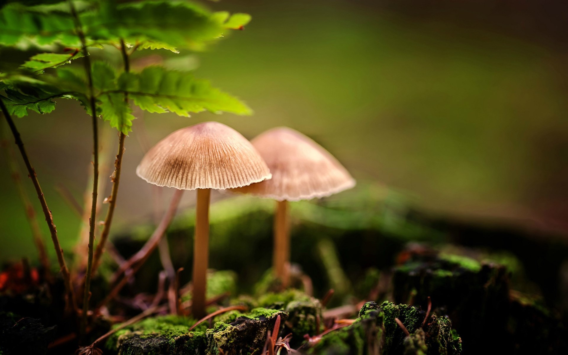 唯美野生蘑菇高清桌面壁纸下载3