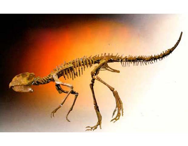 鹦鹉嘴龙的形态特征