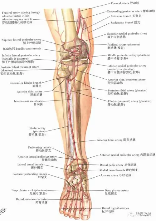 奈特解剖超清晰的下肢小腿踝与足解剖图收藏