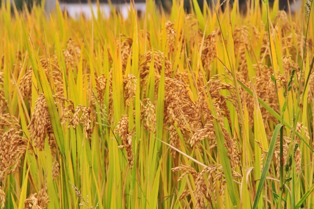 相城家乡水稻丰收啦这大米我给满分