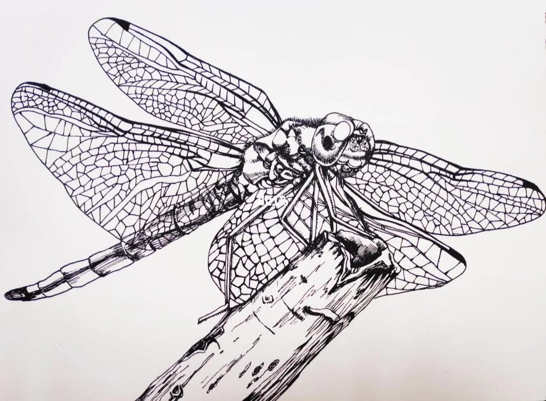 速写——蜻蜓_速写_绘画_画画_兴趣爱好_绘画