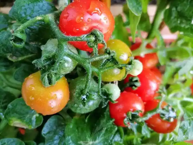 可可爱爱的矮生小番茄