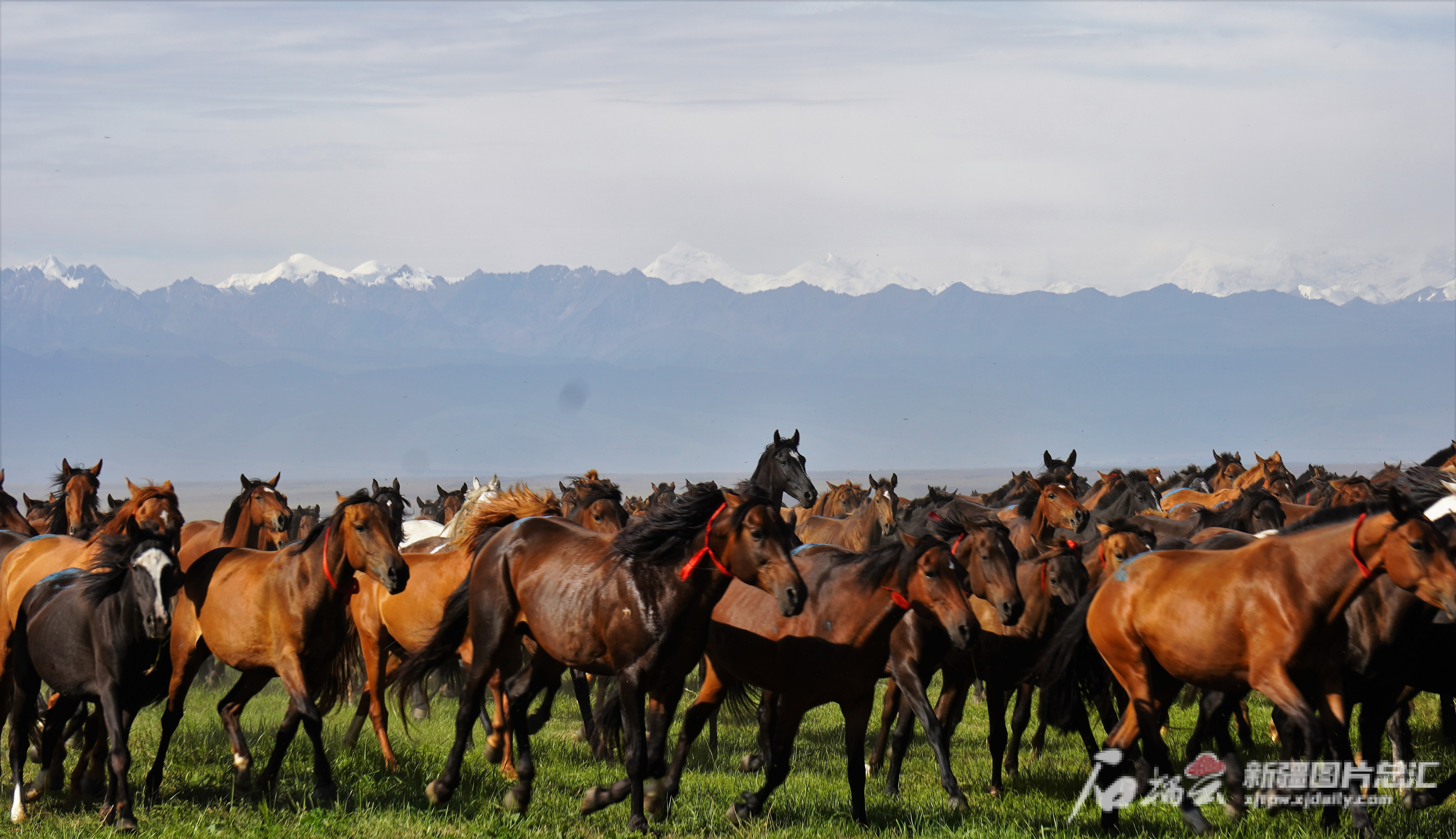 牧歌昭苏万马驰骋向未来第三十届中国新疆伊犁天马国际旅游节开幕