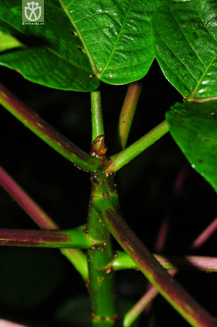圆基火麻树(dendrocnide basirotunda) (5).jpg