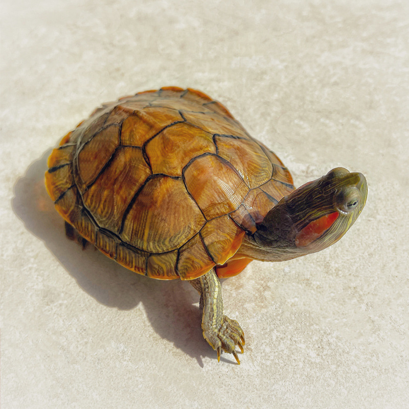 38成交1件深圳市宝安区雅恒穗祥百货商行3年小乌龟加厚小型乌龟好看防