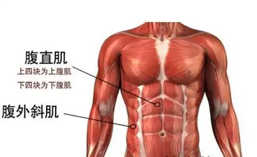 写美篇腹肌是人体结缔组织组成中的重要部分,包括腹直肌,腹外斜肌腹