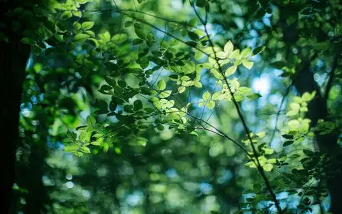浅末微凉,小清新,日系,夏天,唯美,绿色,护眼,叶子,ddmm 浅末微凉壁纸