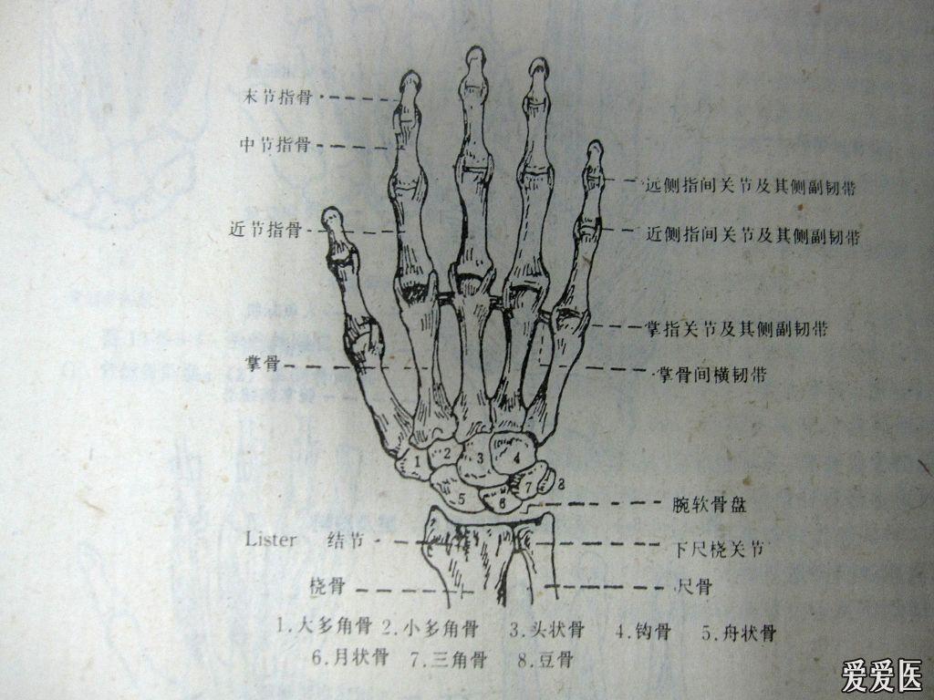 临床上月状骨受伤引起缺血性坏死的经典病例 请各位老师支招 - 中医针