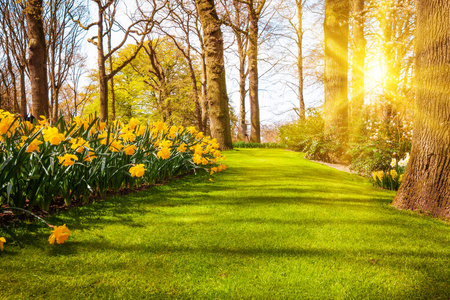 阳光照在草地上的花朵上.花园i照片