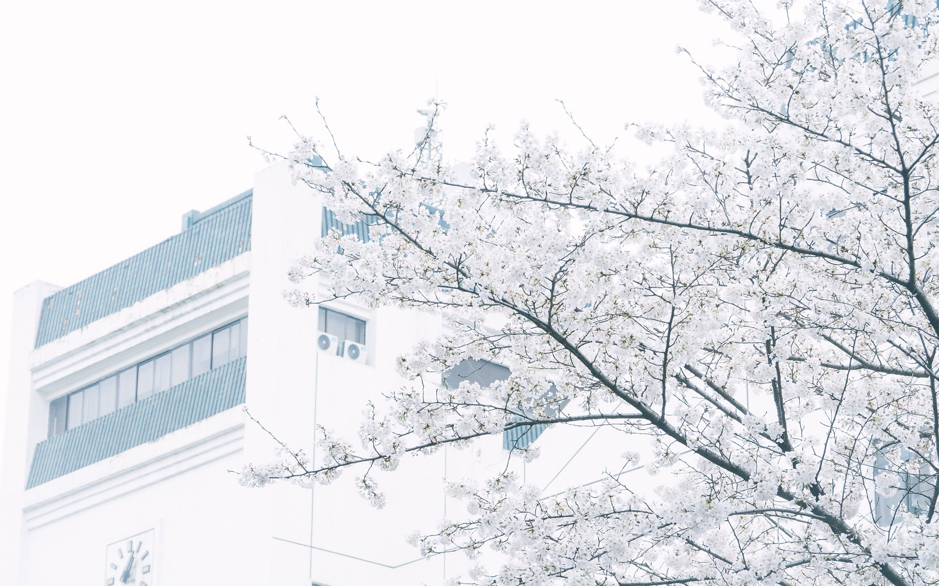 武大樱花唯美小清新摄影图片桌面壁纸