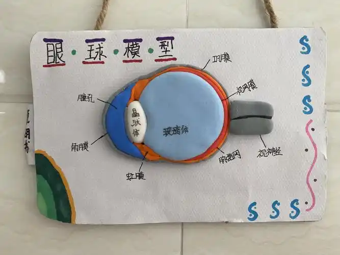 "指尖上的生物"——神木市第十二中学七年级生物模型制作大赛