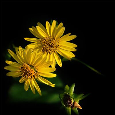 花草头像适合男生 男生头像图片大全 -【爱个性】