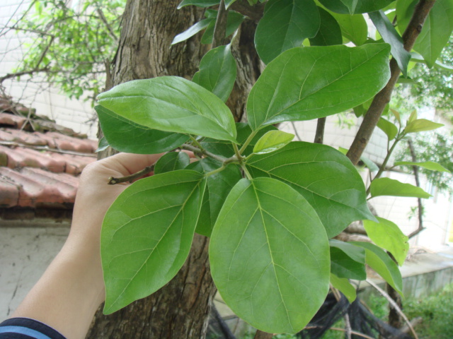江苏南通的榨榛树