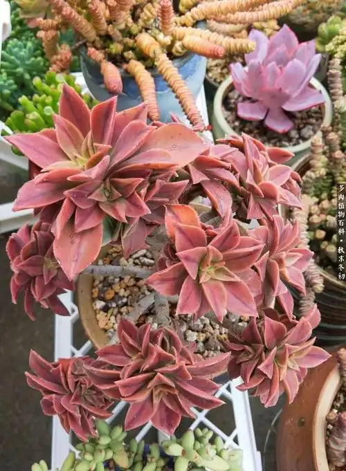 暗黑童话多肉之小红帽(毁三观童话故事小红帽)