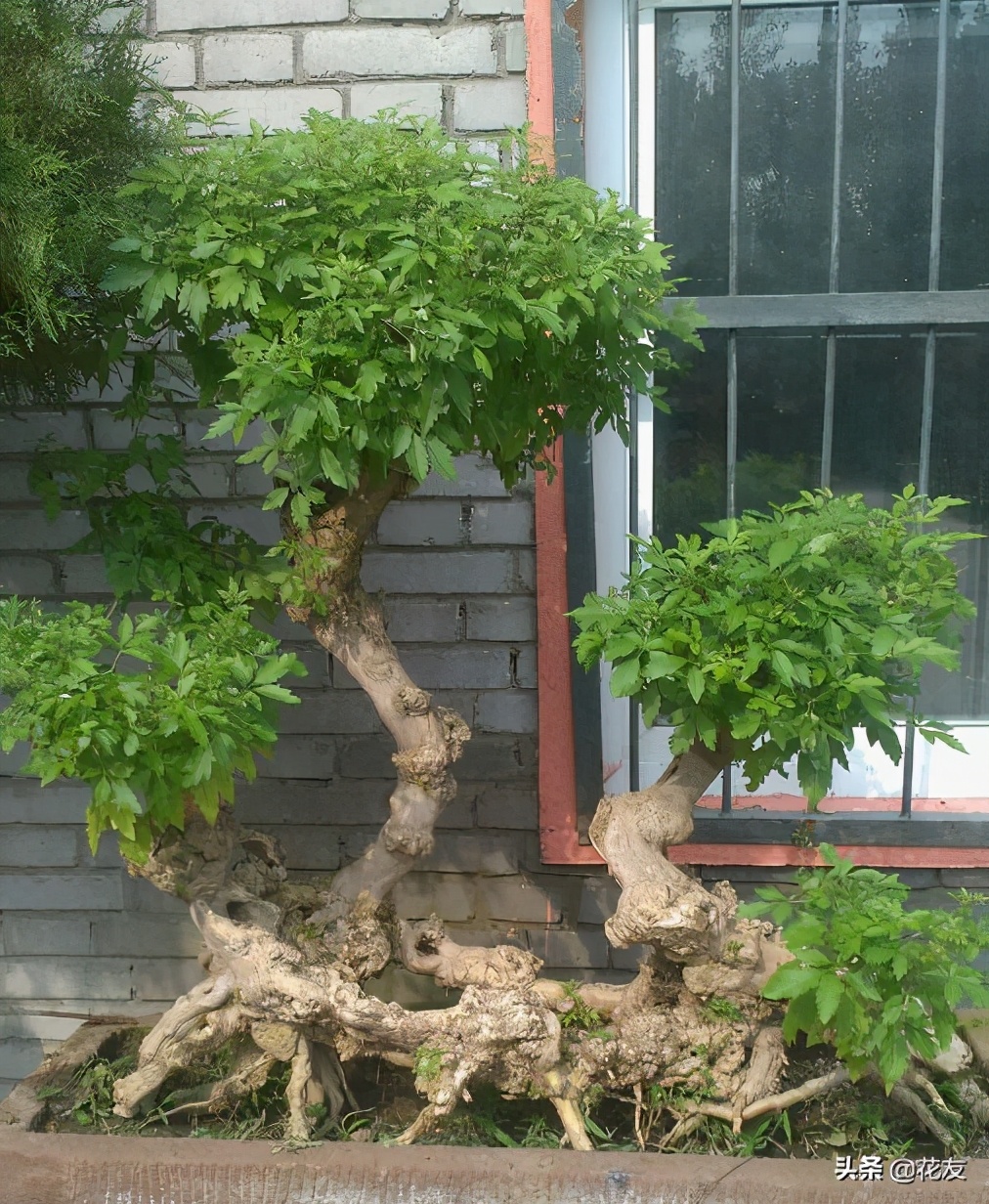 黄荆疙瘩盆景设计制作,造型古朴,形态奇俊