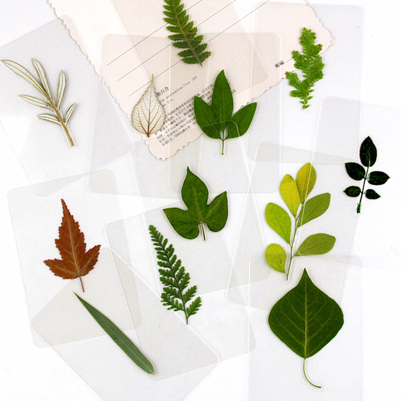 书签签过植物标本树叶塑封干花银杏叶书签叶子书签