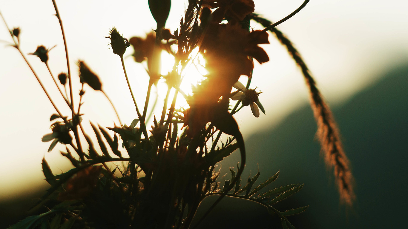惬意唯美植物桌面壁纸