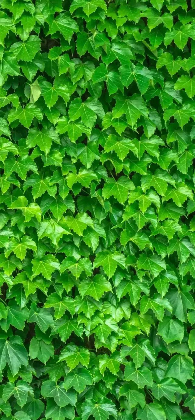 绿色壁纸保护视力,有绿色护眼系列的手机壁纸吗(绿色护眼壁纸美图)