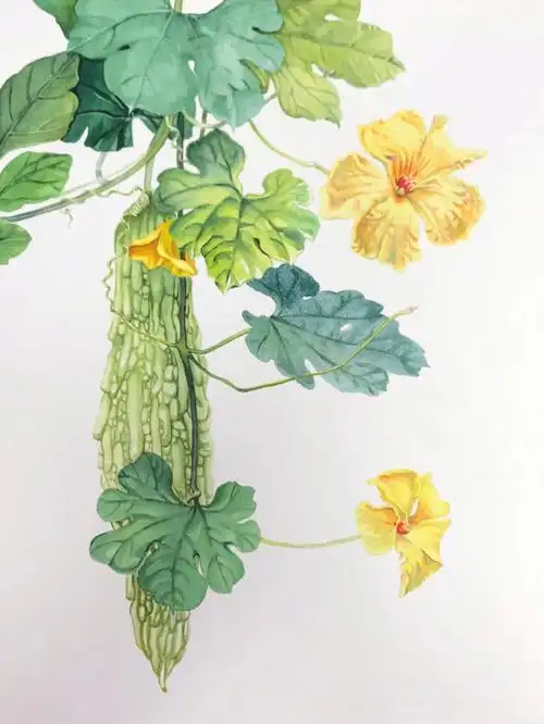 水彩苦瓜田园乐附过程