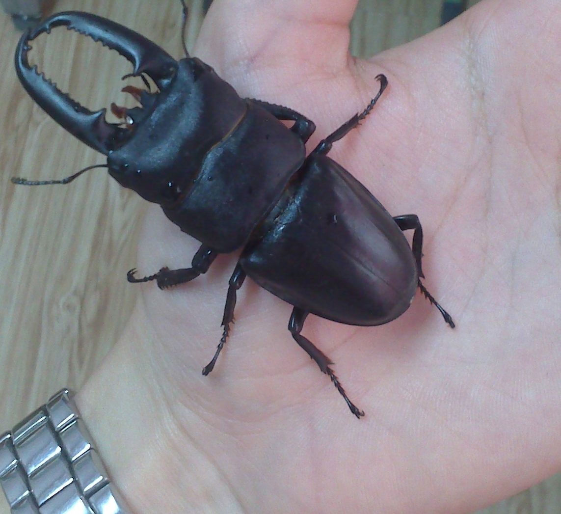 请问这是什么甲壳虫,学名或地方俗名叫什么呢?