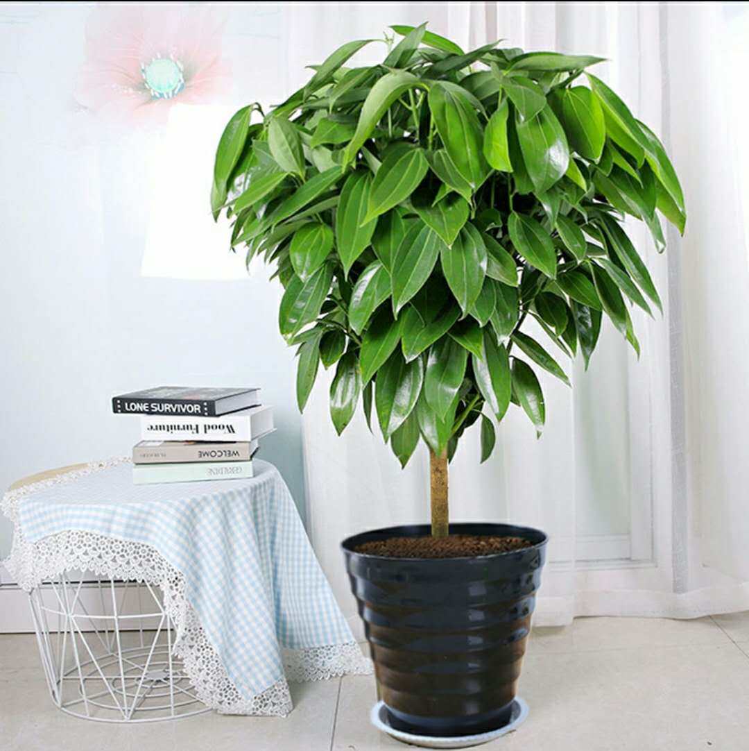 平安树大型绿植室内甲醛客厅净化空气开业乔迁花卉大型绿植