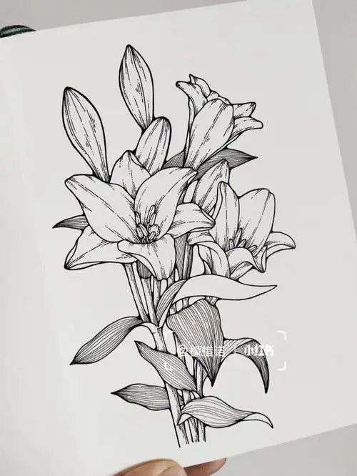 针管笔百合花附过程