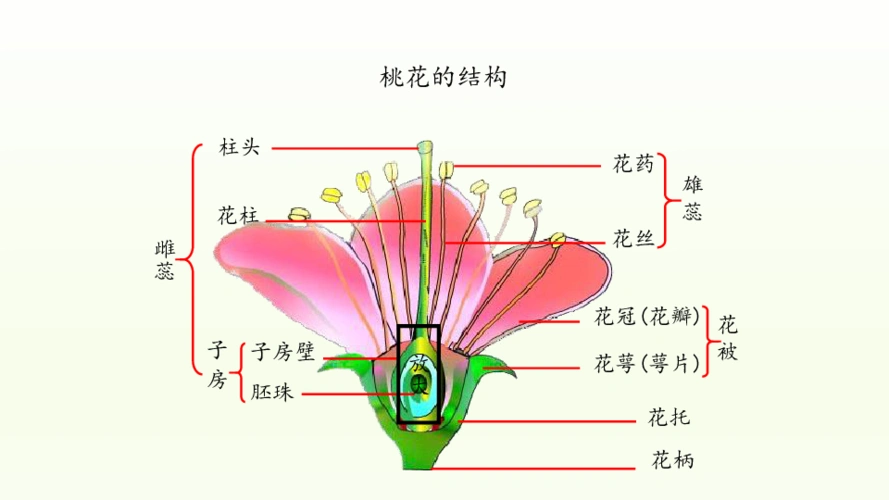 1.1.1 有性生殖 课件(共29张ppt)