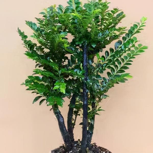 小叶紫檀盆景,香气醇厚,养护轻松,寓意美好