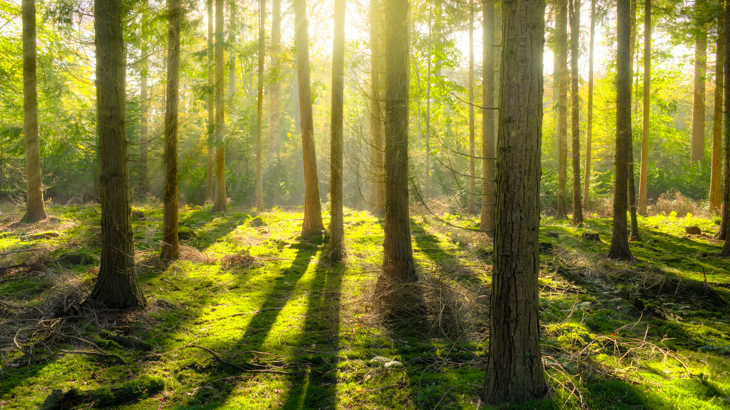 树木森林风景摄影高清宽屏壁纸