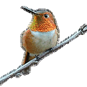 gif素材:鸟类动画