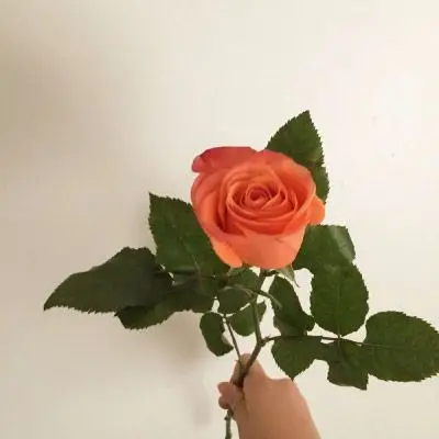 微信头像图片风景花草微信清新头像图片大全