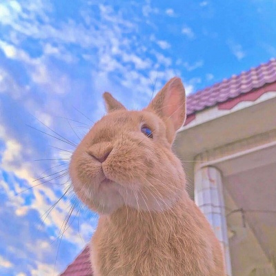 高清超萌可爱宠物兔子微信头像图片_动物头像_美头网