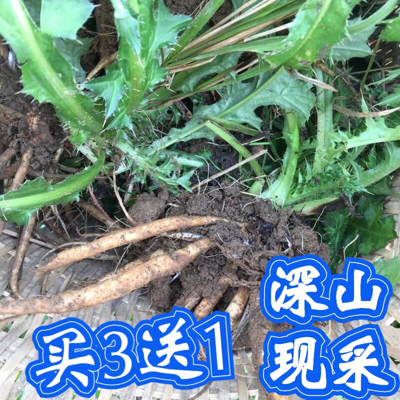 顺丰大蓟草根牛口舌刺萝卜六月冻牛酸菜山满菜新鲜干粉苗马虎蓟头