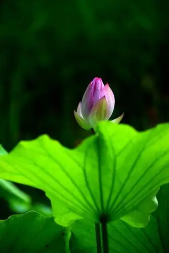 我深深的感到夏天是有颜色的,是荷叶的墨绿,是白鹭的洁白,是荷花