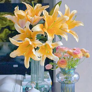 晚霞百合暖色香槟色香水百合鲜花云南直发有香味家用办公插花水养