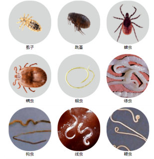 猫身上的寄生虫种类非常多,而且部分寄生虫还会传染给人,引起某些传染