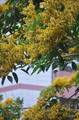 石鼓中学又见大叶紫檀花怒放,老校焕发蓬勃的生机?